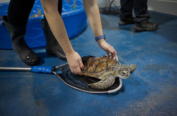 Why Sea Turtles Are Washing Up on New York’s Beaches