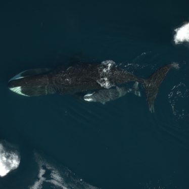 A 23-Month Pregnancy? Scientists See Hints in Bowhead Whales.