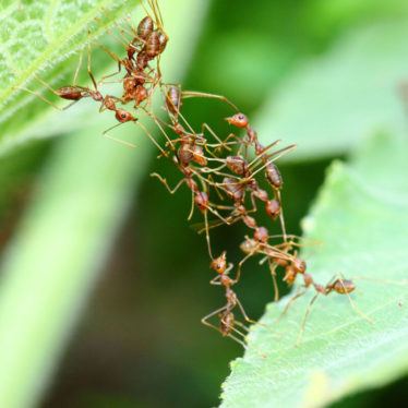 A calculated risk: How ants judge when to commit their bodies to a ladder