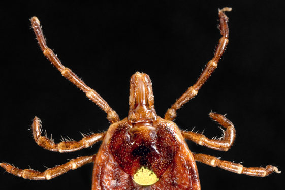 A Half-Million Americans May Have Tick-Linked Meat Allergy, C.D.C. Says