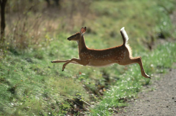 A third of US deer have had COVID—and they infected humans at least 3 times