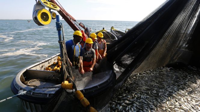 A Tiny Fish That Fuels a Healthy Atlantic Ecosystem Now Stirs Industry Debates