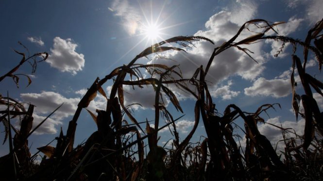 ‘A Wake Up Call’: The World Needs to Prepare for Massive Crop Failure