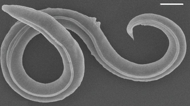 Ancient Worms Revived From Permafrost After 46,000 Years