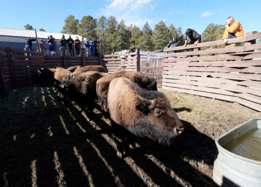 Bison Return to Native American Lands, Revitalizing Sacred Rituals
