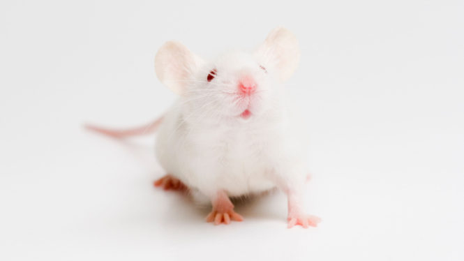 Blood of Young Mice Extends Life in the Old