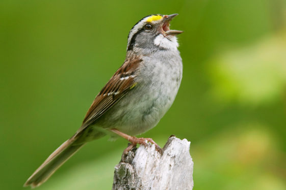 Can You Understand Bird? Test Your Recognition of Calls and Songs