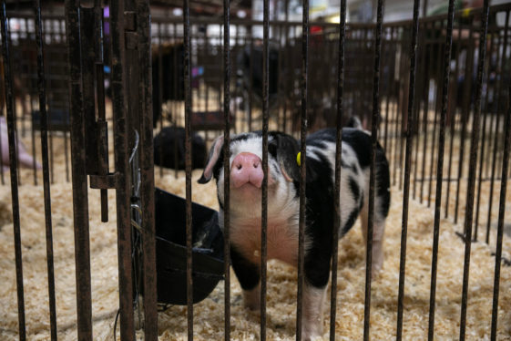 Could the Next Pandemic Start at the County Fair?