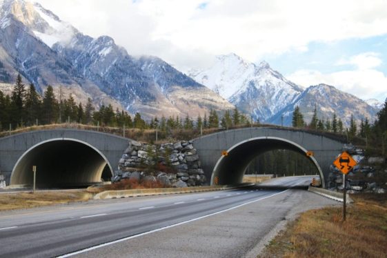 Critter crossings: Trans-Canada Highway is getting the latest wildlife bridge