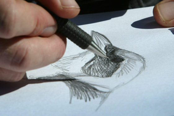 David Sibley explains how drawing birds makes you a “thoughtful observer”