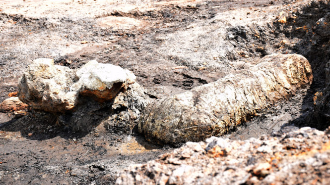 Dinosaur Bonebed Discovered in Maryland Park