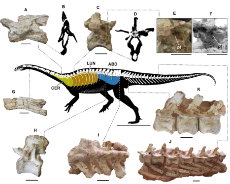 Dinosaurs and the evolution of breathing through bones