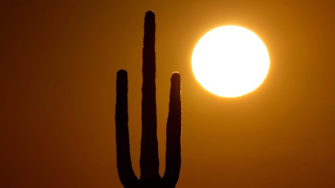 Even Phoenix’s Cactuses Can’t Beat This Summer’s Record Heat
