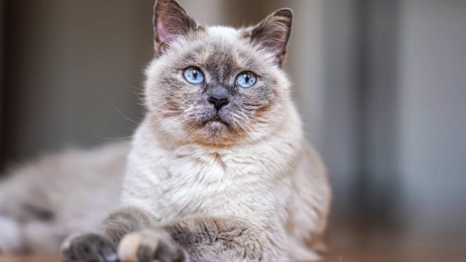 If Your Cat Is Less Spry Than It Used to Be, Scientists Want to Hear From You