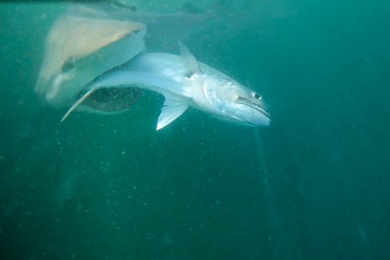 It’s crafty, fish-stealing sharks vs. anglers in NatGeo’s Bull Shark Bandits