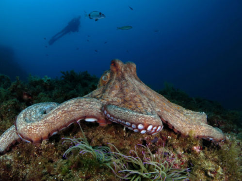 Octopuses sleep—and possibly dream—just like humans