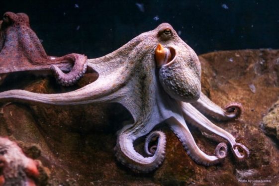 Understanding the octopus and its relationships with humans