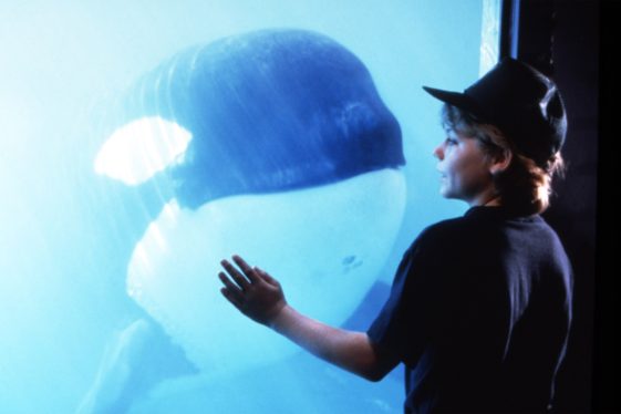 White Gladis and Her Killer Whales Are Getting Revenge—30 Years After ‘Free Willy’