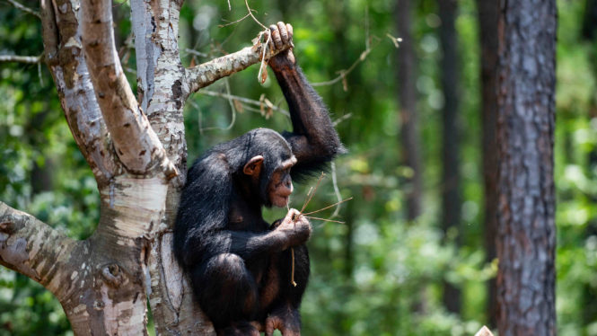 A Chimp Sanctuary With a New Urgency to Give Shelter