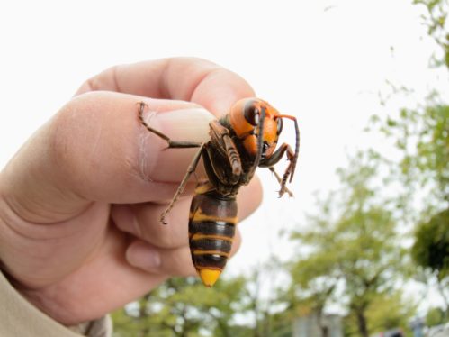 An Invasive Hornet That Murders Honeybees Has Arrived in the United States