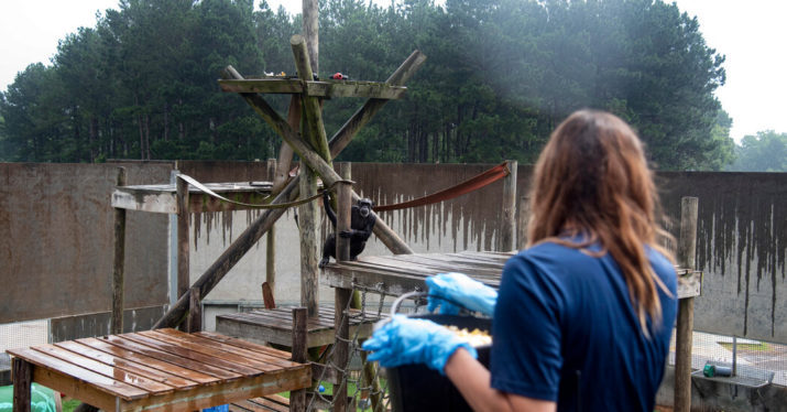 As Weather Threats Loom, Even Chimps Learn to Shelter in Place