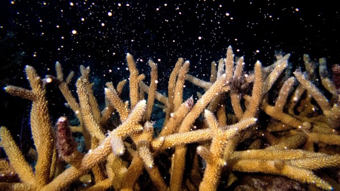 Blazing Ocean Temperatures Threaten Critical Coral Reefs in the Florida Keys