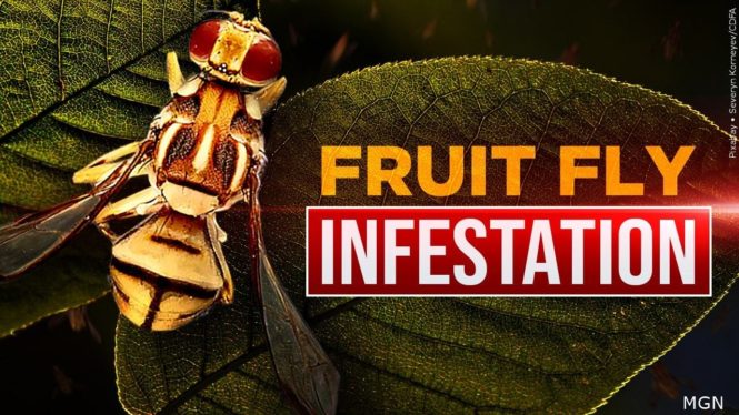 Fruit Fly Invasion Causes a Produce Quarantine in California