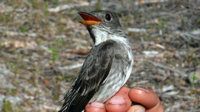 How to Track a Songbird from Alaska to Peru
