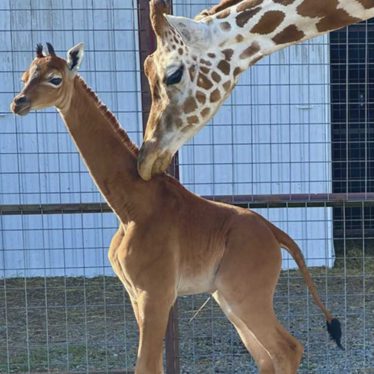 Incredibly Rare Spotless Giraffe Born at Tennessee Zoo