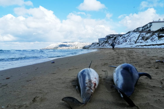 Putin’s War Against Ukraine Is Slaughtering Dolphins in the Black Sea