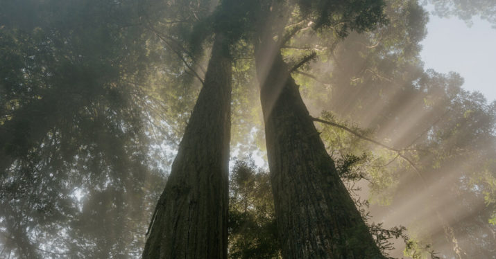 Reviving the Majestic Redwood Forests