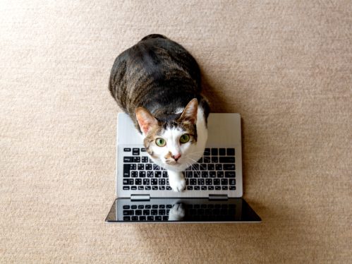 The Best YouTube Channels for Your Cat