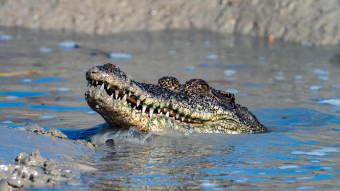 The Quest for a Crocodile Dictionary