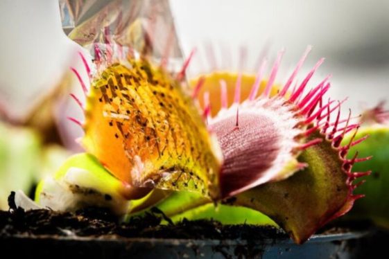 This bioelectronic device lets scientists map electrical signals of the Venus flytrap