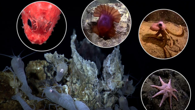 Under Hydrothermal Vents, Animal Life Is Discovered for First Time