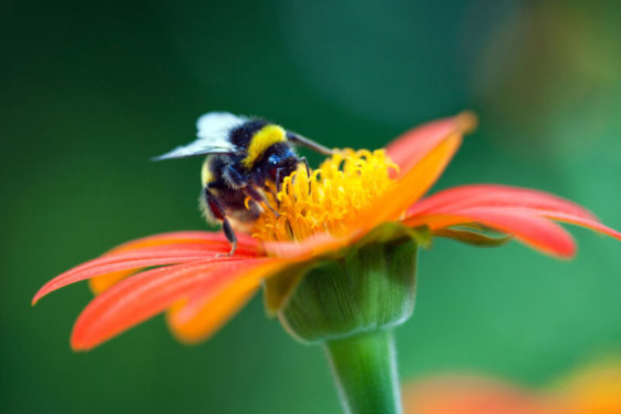 Why we desperately need wild bees