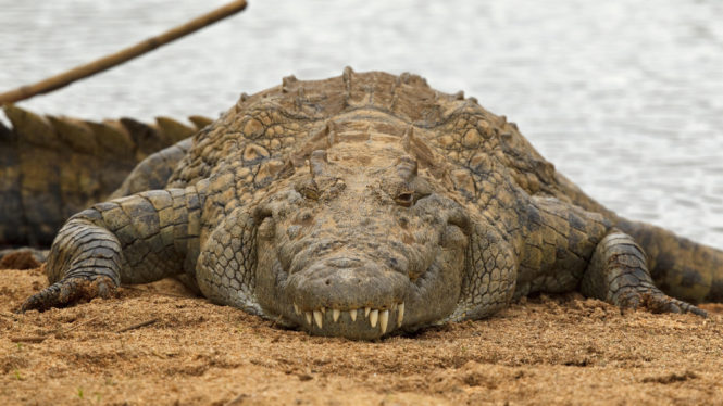 You Hear a Baby Crying, a Crocodile May Be Hearing Lunch