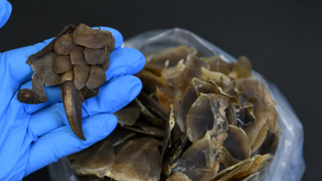A Mystery Species Was Discovered in Trafficked Pangolin Scales