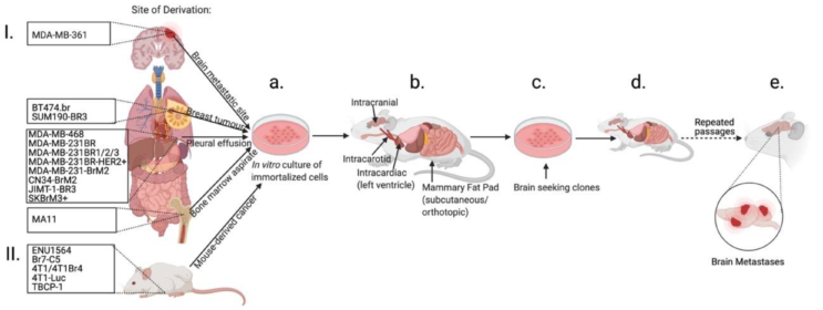 An experimental rice-sized implant monitors how drugs affect tumors