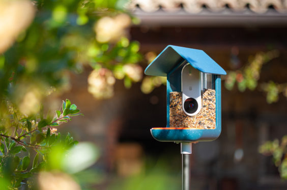 Bird Buddy, the AI-powered bird feeder startup, now lets anyone use its app to birdwatch