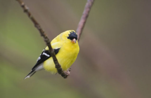 Birds’ problem-solving skills linked to song complexity