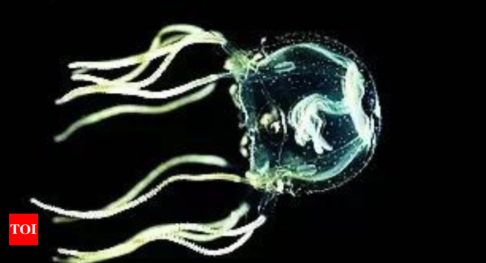 Brainless Jellyfish Demonstrate Learning Ability