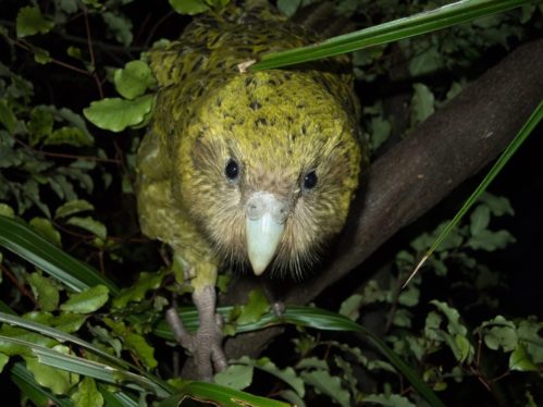 Genomes could help enigmatic, endangered nocturnal parrot make a comeback