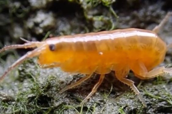 How these parasitic worms turn brown shrimp into bright orange “zombies”