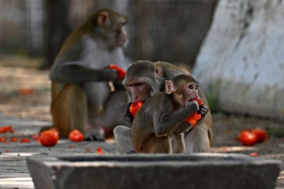 India’s Preparations for G20 Summit Must Also Account for Monkeys