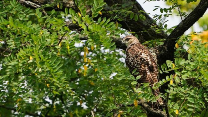 Ohio State University Researchers Are Using AI to Understand Changing Biodiversity