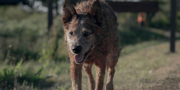 Pet Sematary: Bloodlines Trailer Teases The History Of The Graveyard & Brings Back An Iconic Line