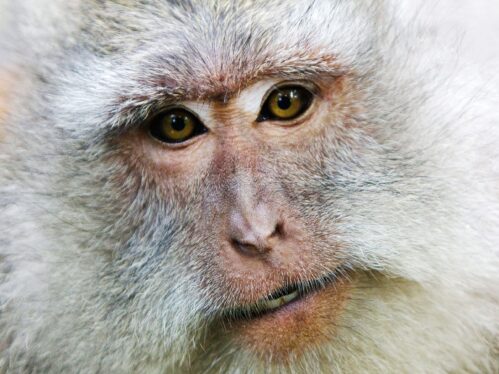 A Monkey Got a New Kidney From a Pig—and Lived for 2 Years