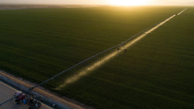 Arizona to End Water Leases to Saudi-Owned Alfalfa Farm