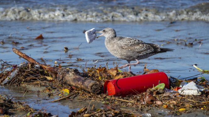 Democrats Release ‘Most Comprehensive Plan Ever’ to Address Plastics Problem
